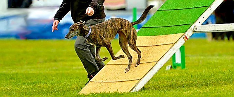 Dog on A-Frame contact area